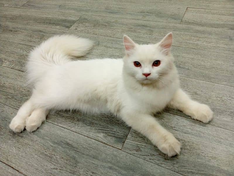 pure Persian cat 3