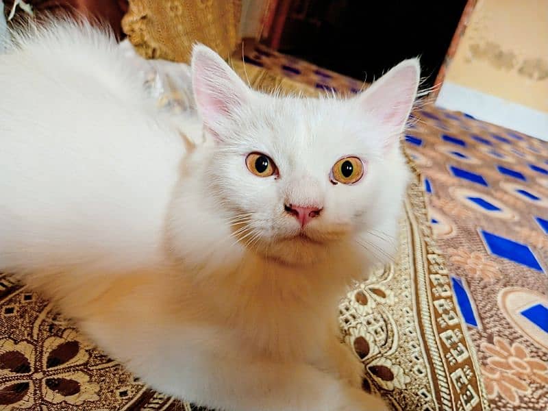 pure Persian cat 4