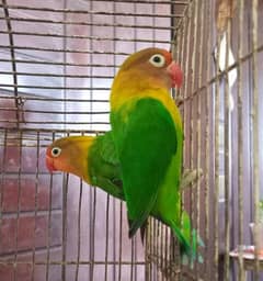 love Birds For sale