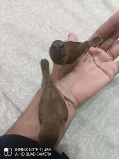 chestnut munia babies fully tamed