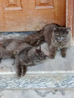 Grey Triple Coat Cats Pair 0