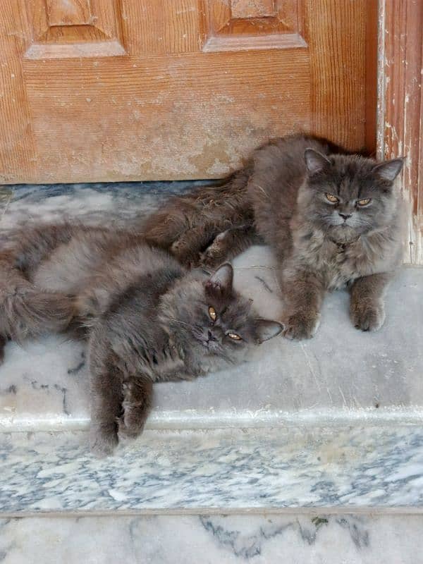 Grey Triple Coat Cats Pair 0