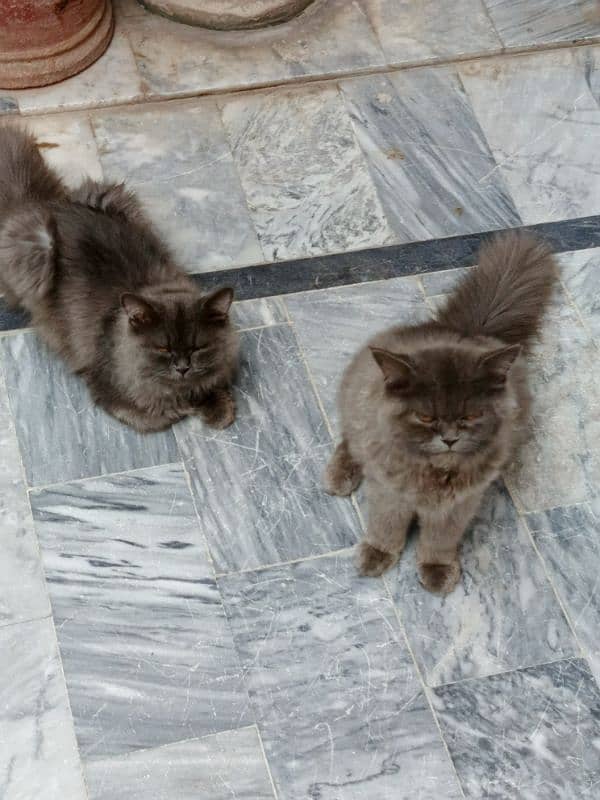 Grey Triple Coat Cats Pair 4