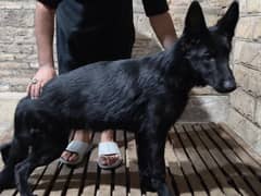 GSD stock coat male pup non ped/ Heavy bone structure 0