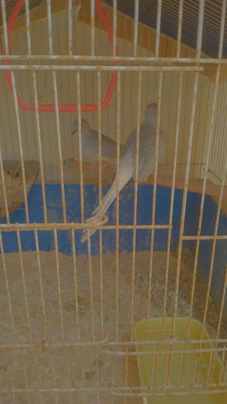 Diamond doves for sale 2