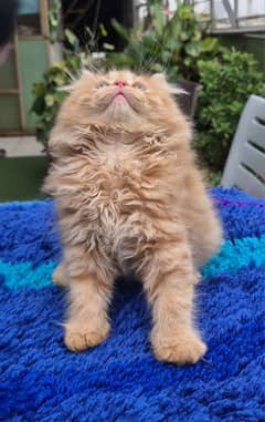 Ginger brown cute Persian Kitten | kitten | Persian kittens |