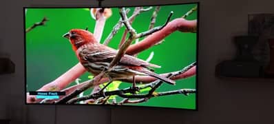 55 inch LG55EC93OT curved OLED 0