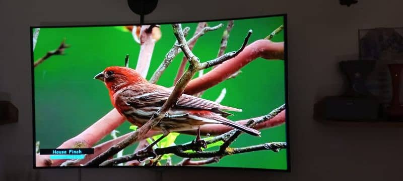 55 inch LG55EC93OT curved OLED 1