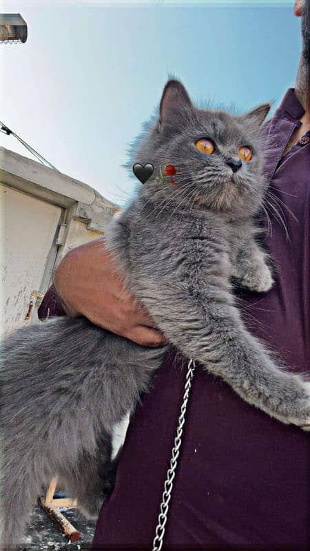 British Shorthair. 1