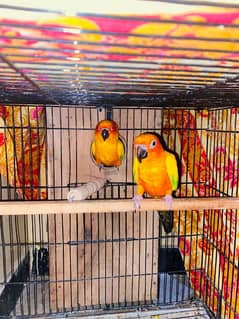 suncnoure/red factorsunconure/conure/conure parrot pair