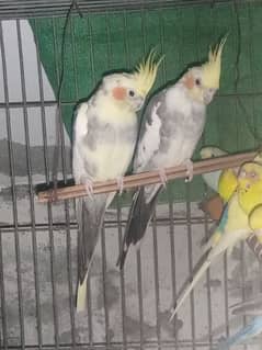 2 cockatiel paid so beautiful+ cockatiel home Rs: 7500 03455084884