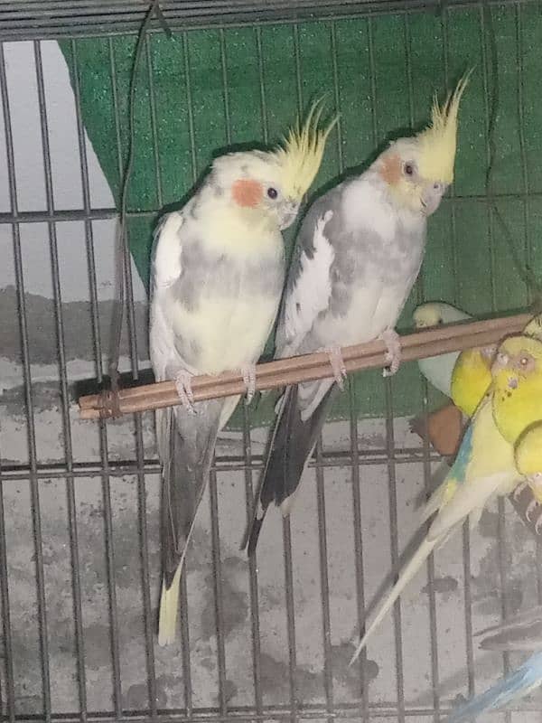 2 cockatiel paid so beautiful+ cockatiel home Rs: 7500 03455084884 0