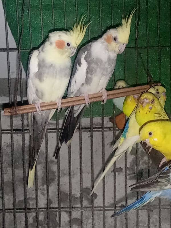 2 cockatiel paid so beautiful+ cockatiel home Rs: 7500 03455084884 1