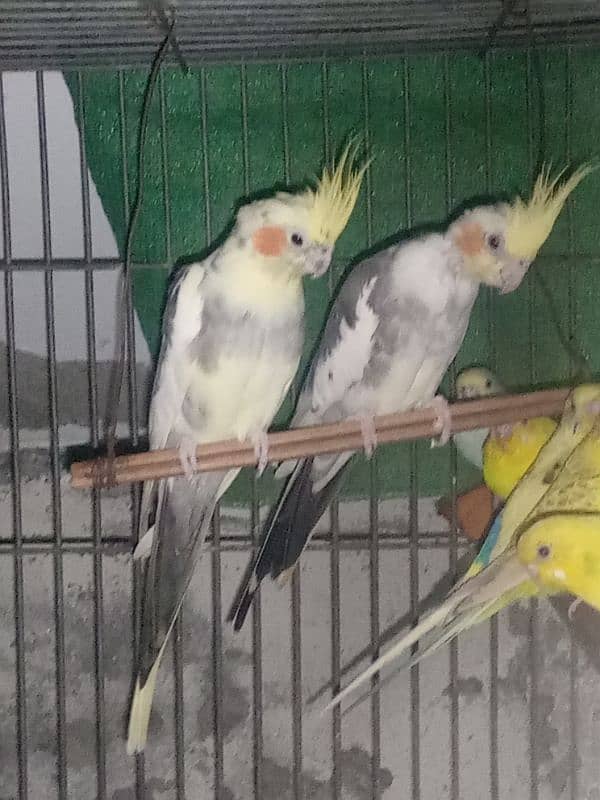 2 cockatiel paid so beautiful+ cockatiel home Rs: 7500 03455084884 2