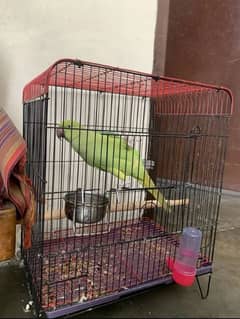 Green Parrot