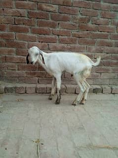 Tedi Bakra