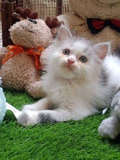 Persian kitten