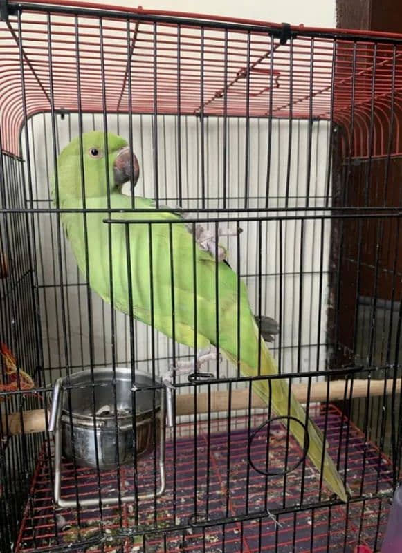 Green Parrot 1