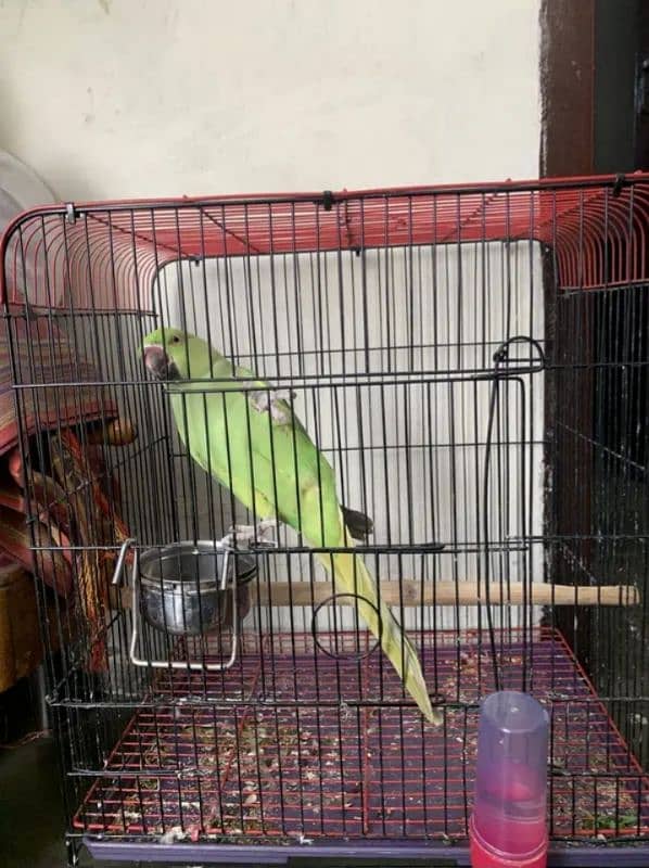 Green Parrot 2