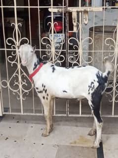 Abluck Male Tedda Breeder Quality , Teddy Goats 03448381931