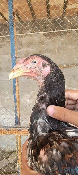 Aseel Chicks and Rabbits 3 For sale 3