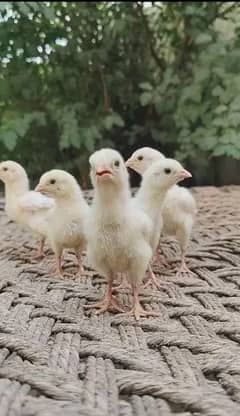 White Herra Aseel Chicks