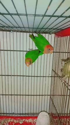 Love birds breeder pair