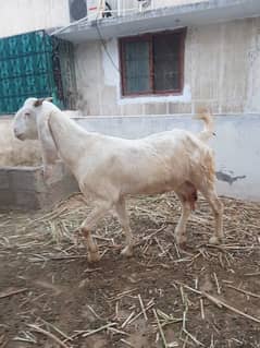 gulabi bakri hai 6 dant