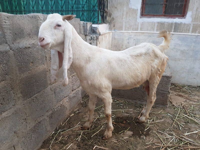 gulabi bakri hai 6 dant 1