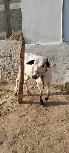 fatehjangi bull