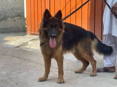 German shepherd 03234696626