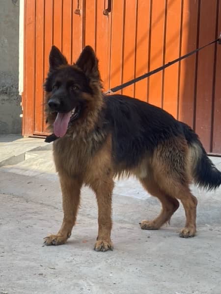 German shepherd 03234696626 1