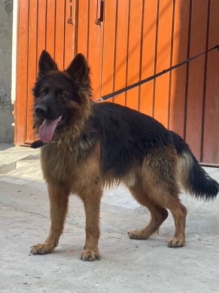 German shepherd 03234696626 2