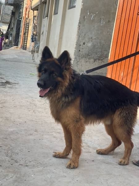 German shepherd 03234696626 3