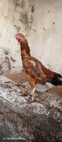 aseel. shamo 3 chicks chicks age 4 month and mother Healthy and active