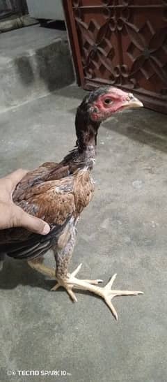 aseel. shamo 3 chicks chicks age 4 month  Healthy and active