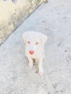 Labrador retriever and Russian mix breed