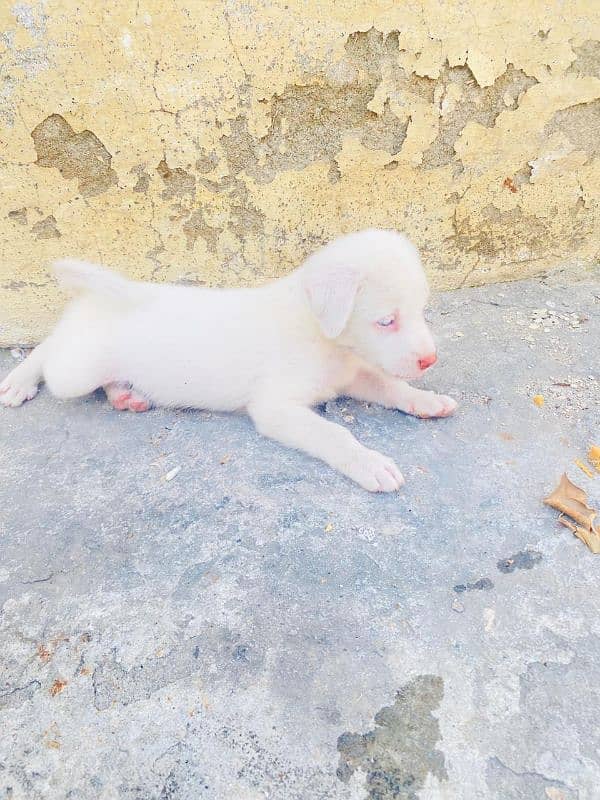 Labrador retriever and Russian mix breed 2