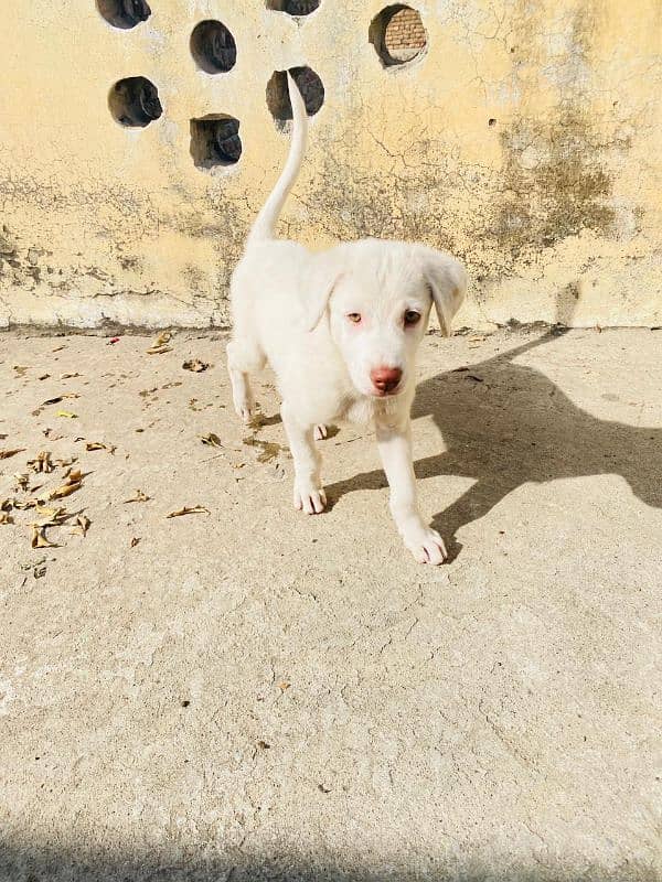 Labrador retriever and Russian mix breed 3