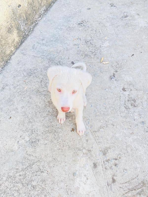 Labrador retriever and Russian mix breed 4