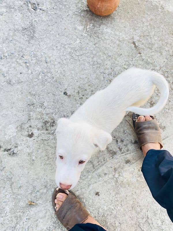 Labrador retriever and Russian mix breed 5