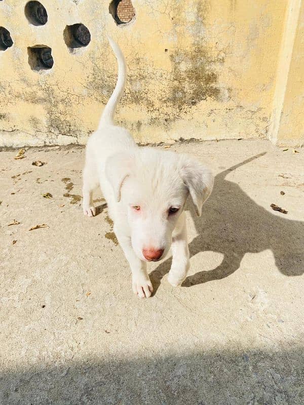 Labrador retriever and Russian mix breed 6