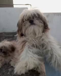 shihtzu female