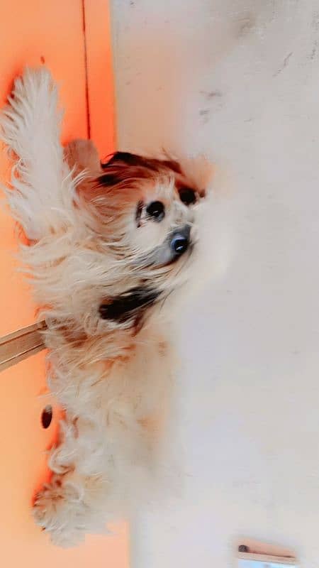 shihtzu female 1