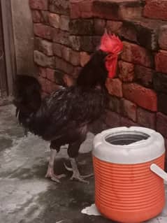 australorp