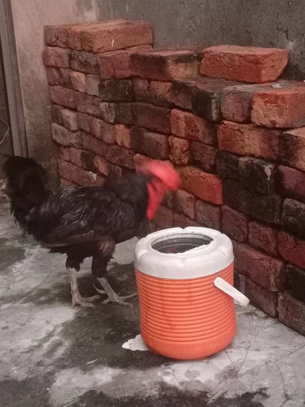 australorp 2