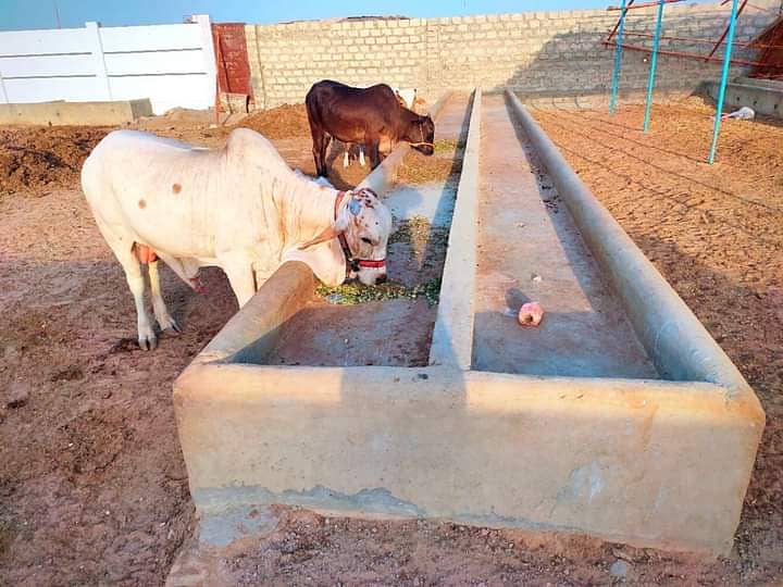 Cattle and Farmhouse 0