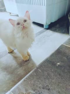 pershian male cat for sale 3rpl cord whatsup nbr 03084970434