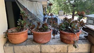 plants and pots for sale 0