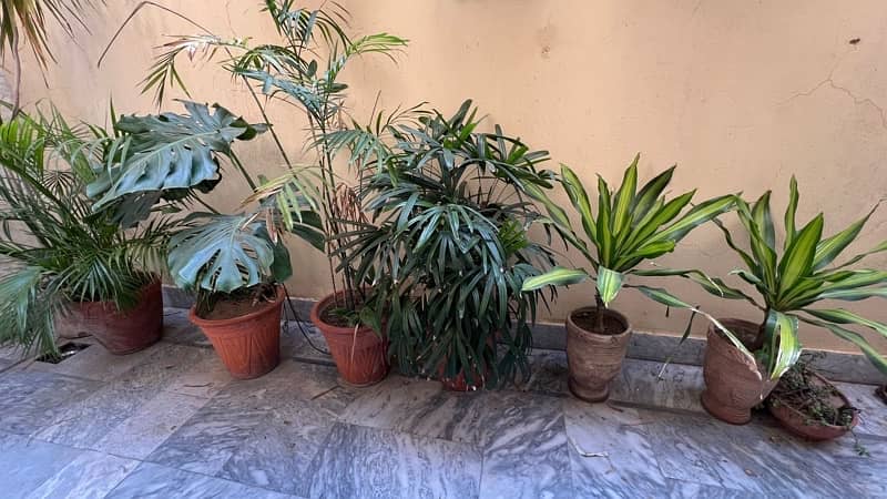 plants and pots for sale 7